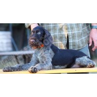 Породистый щенок из помета П сука №10 породы дратхаар Породистый щенок из помета П сука №10 породы дратхаар